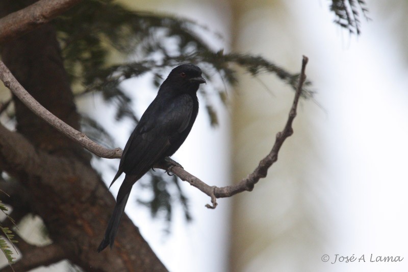 Fork-tailed Drongo (Glossy-backed) - Jose Antonio Lama