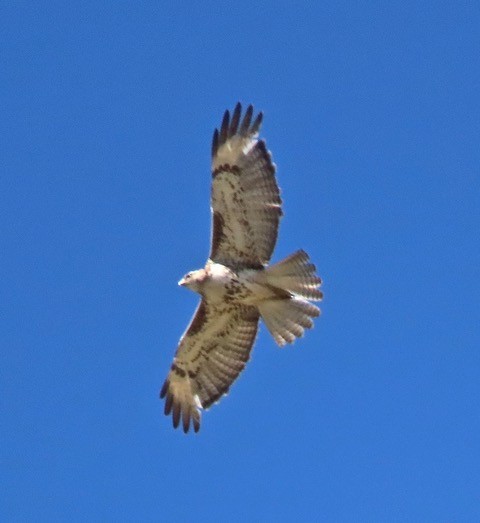 Rotschwanzbussard - ML159863721