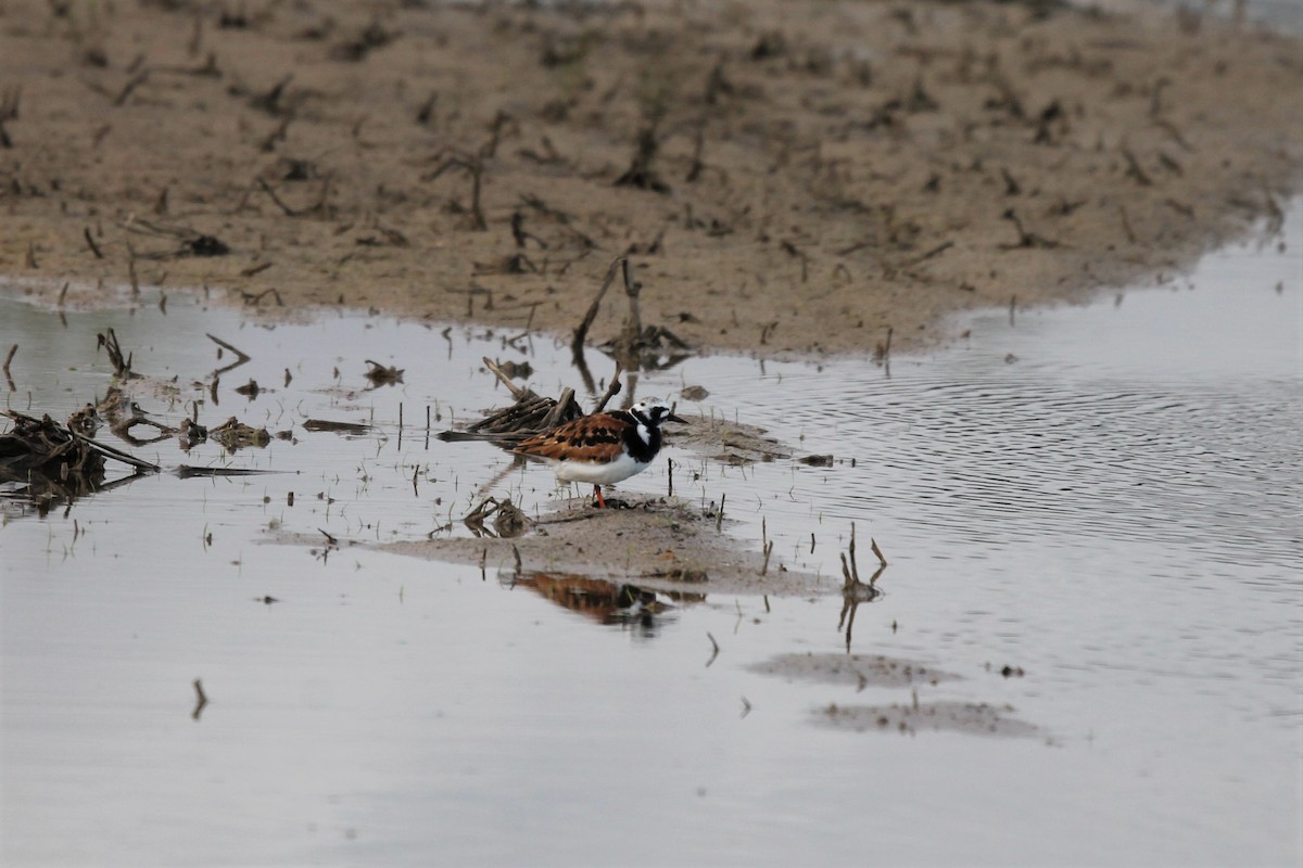 Ruddy Turnstone - ML159866921