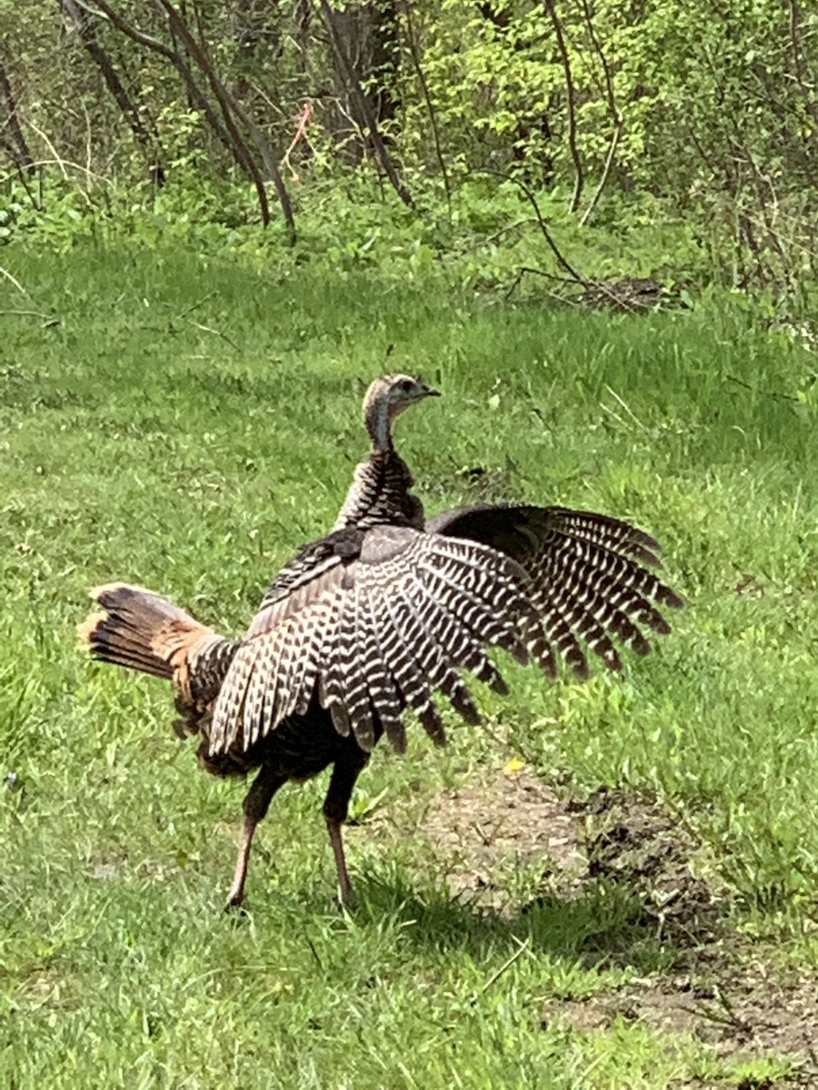 Guajolote Gallipavo - ML159867111