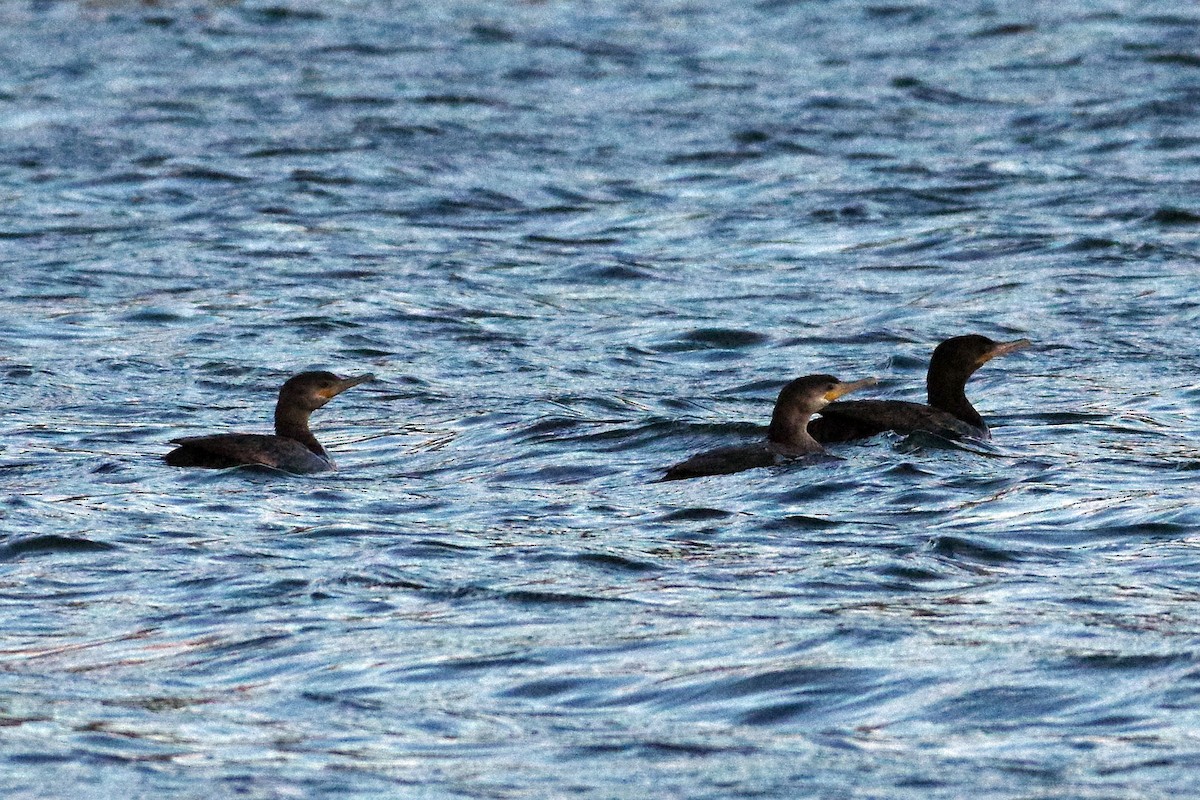 Neotropic Cormorant - ML159868811