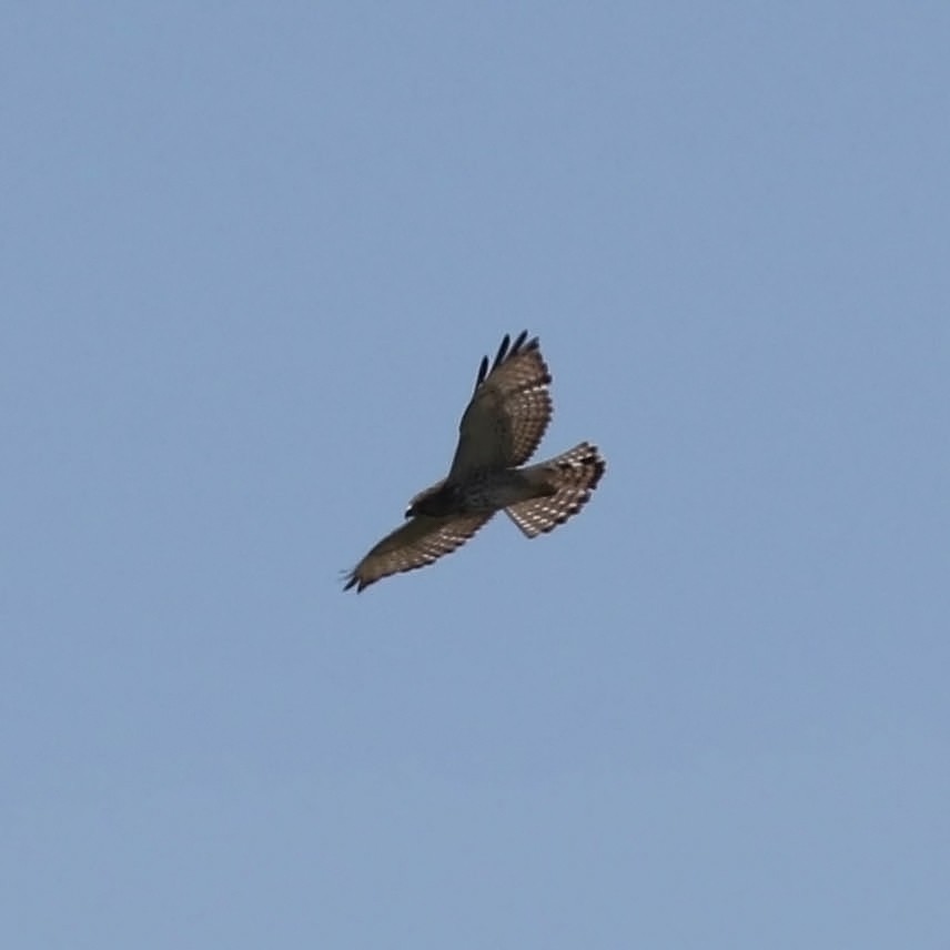 Broad-winged Hawk - ML159869431