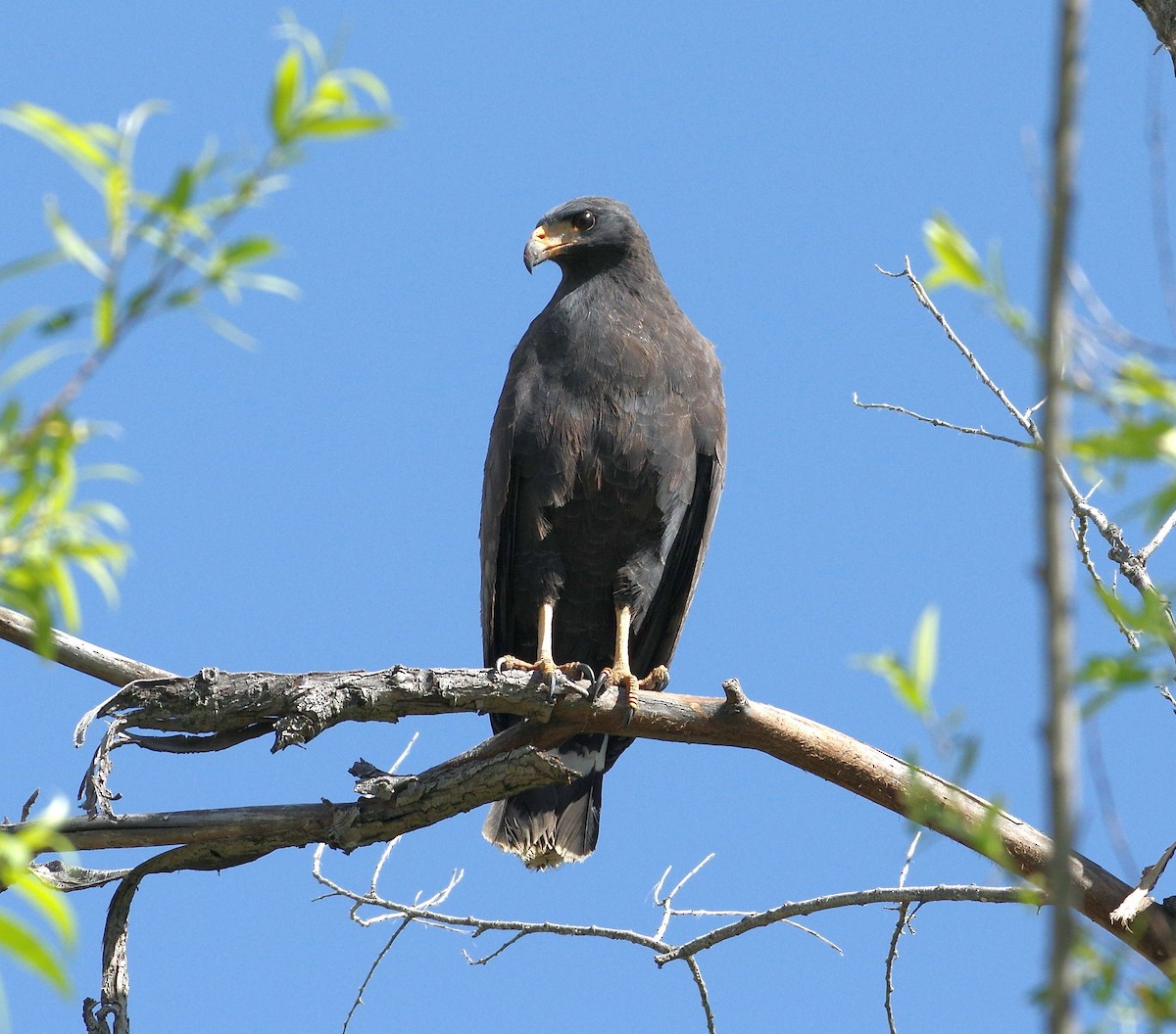 Common Black Hawk - ML159870401