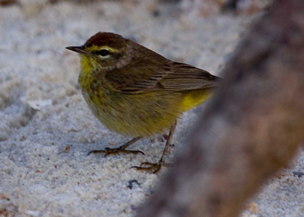 Palm Warbler - ML159870511