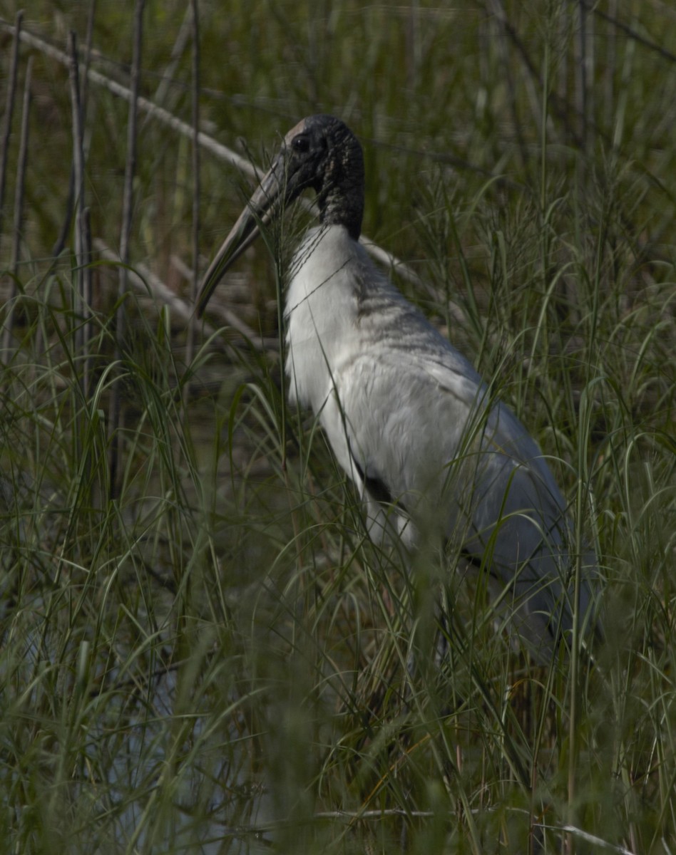 Wood Stork - ML159872791