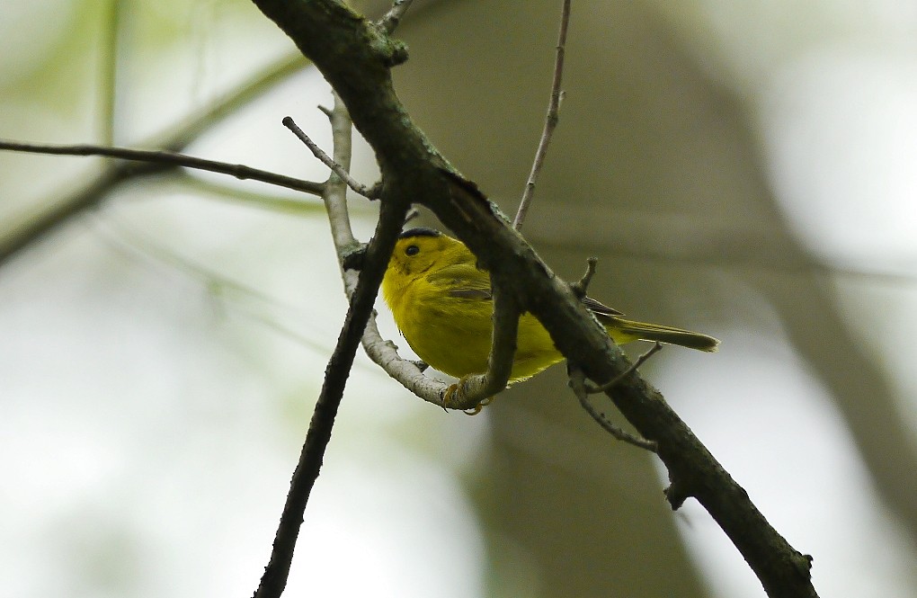 Wilson's Warbler - ML159874191