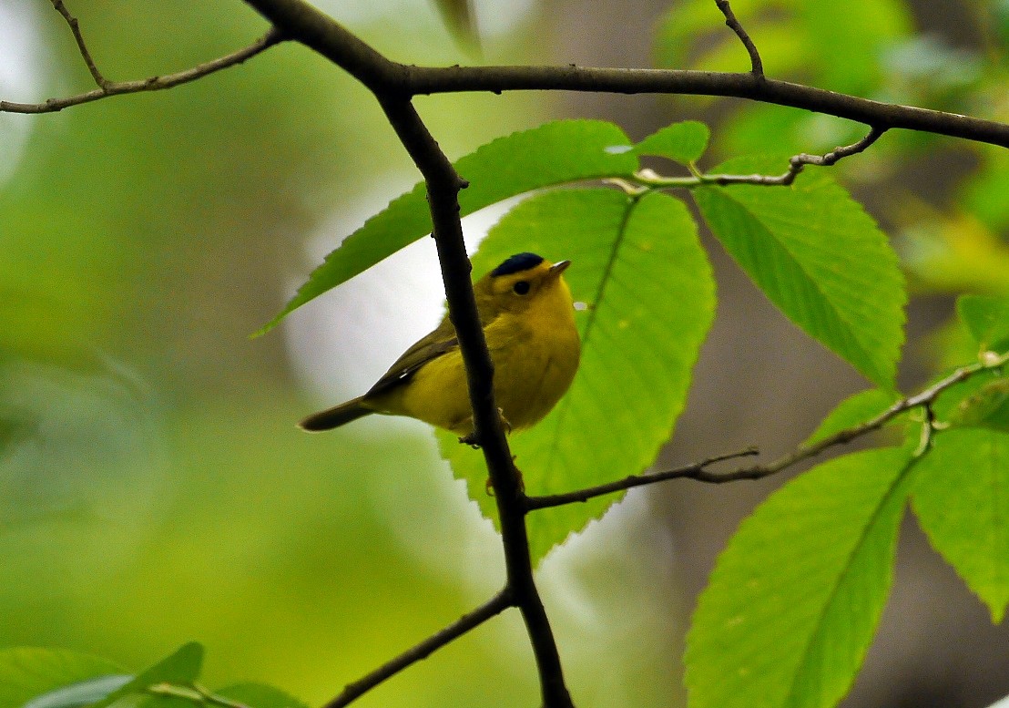 Wilson's Warbler - ML159874221