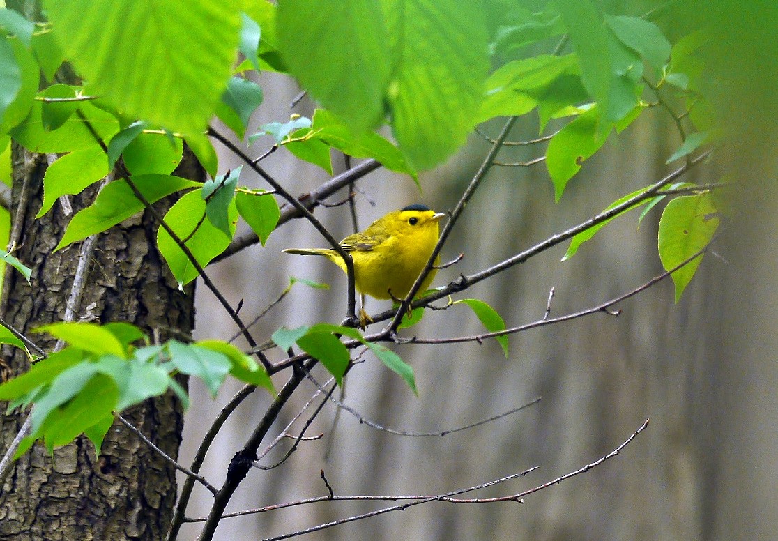 Wilson's Warbler - ML159874231