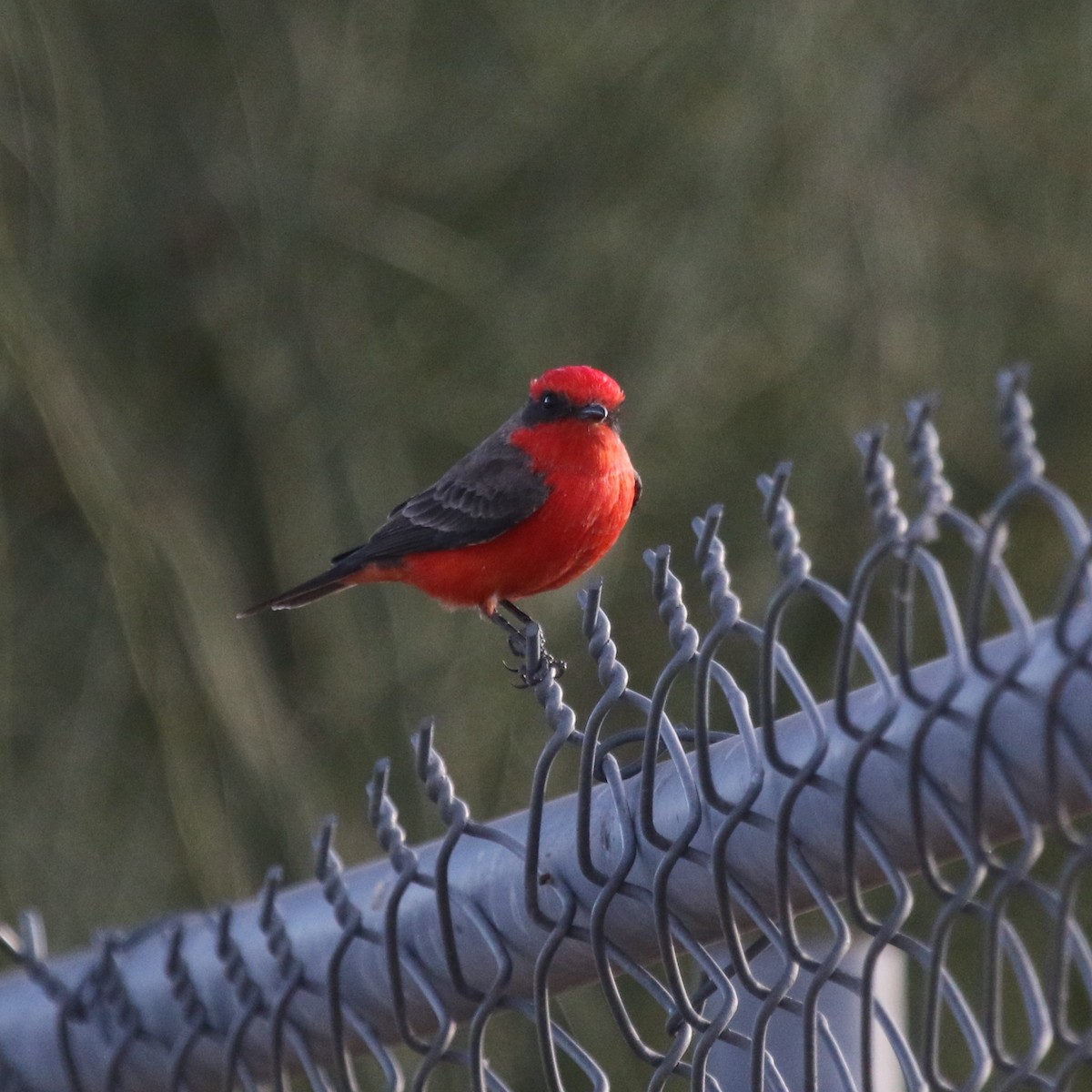 Vermilion Flycatcher - ML159875211