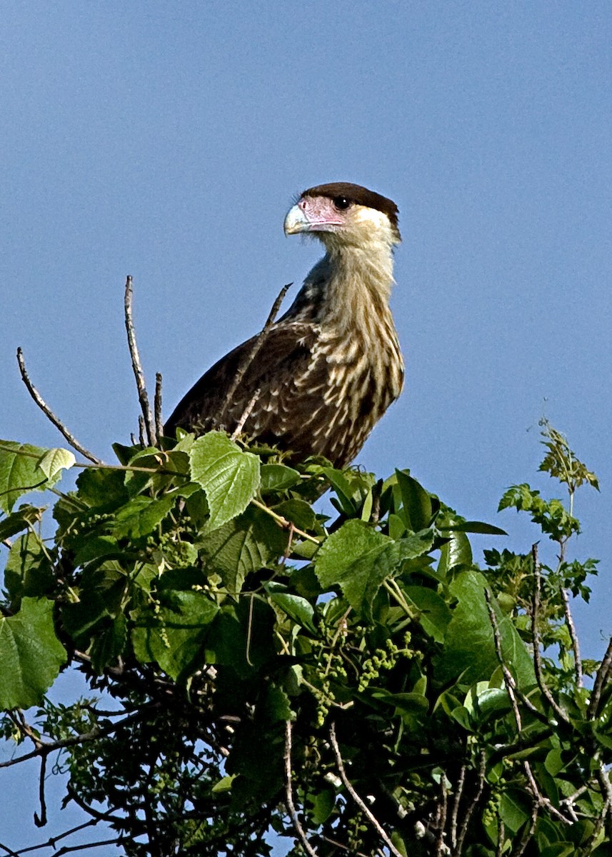 Crested Caracara (Northern) - ML159876191