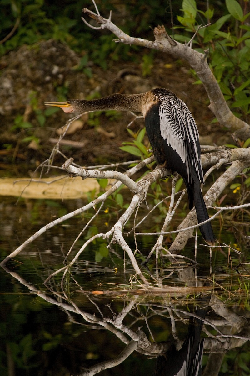 Anhinga - ML159876331