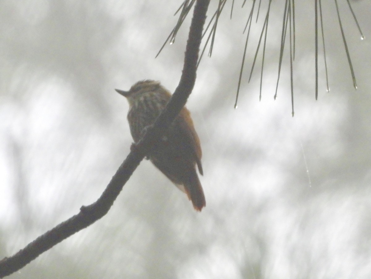 Streaked Xenops - ML159877291