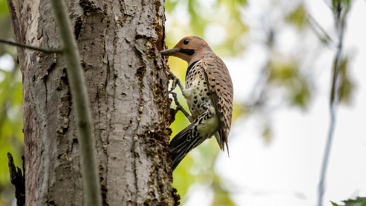 Northern Flicker - Charlie Shields