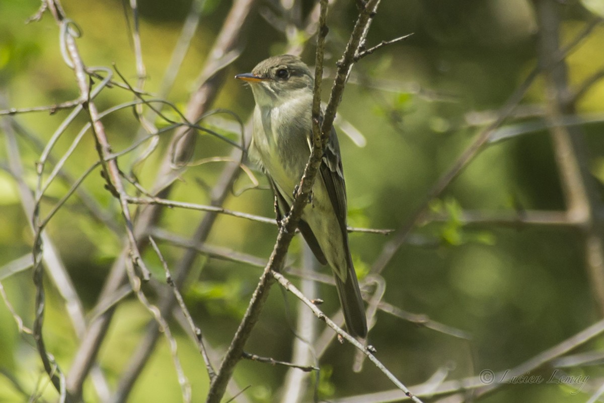 Eastern Wood-Pewee - ML159877991