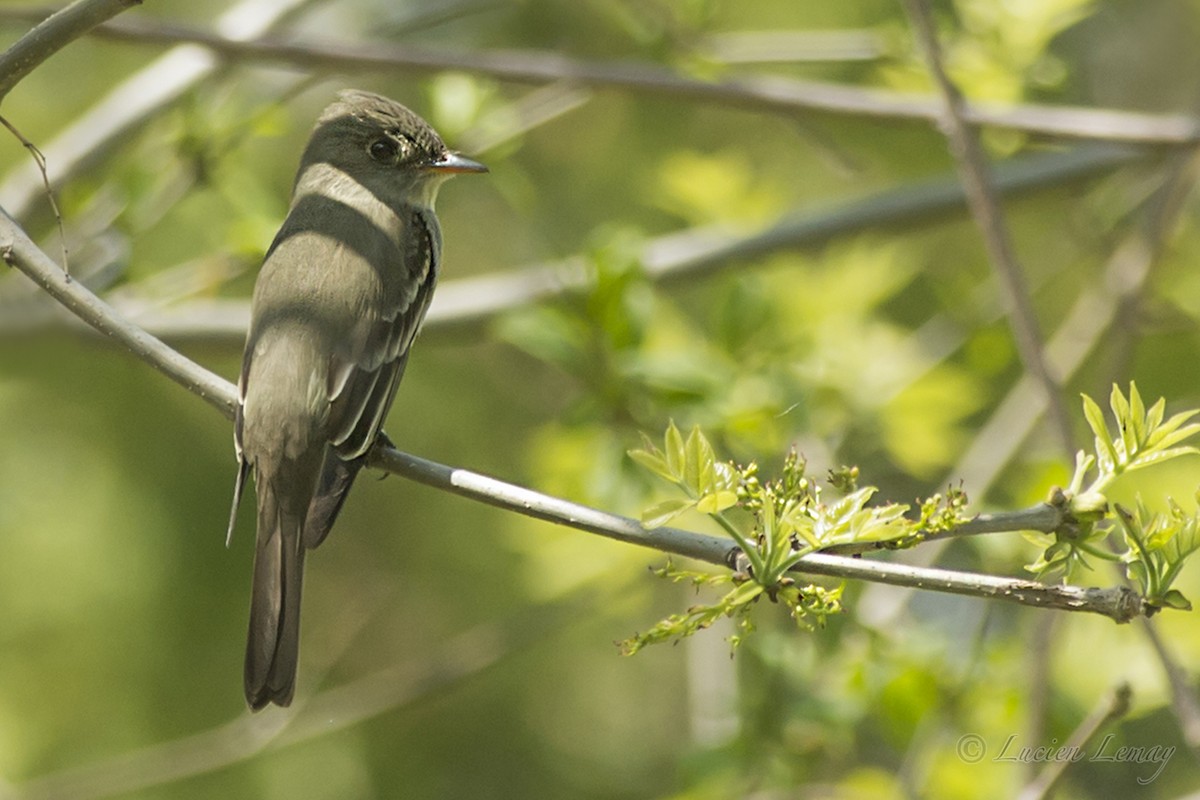 Eastern Wood-Pewee - ML159878151