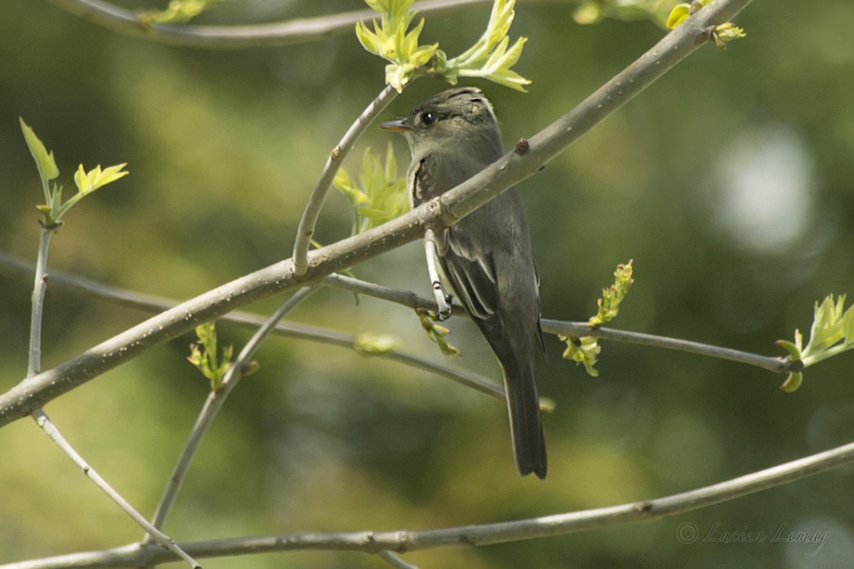 Eastern Wood-Pewee - ML159878241