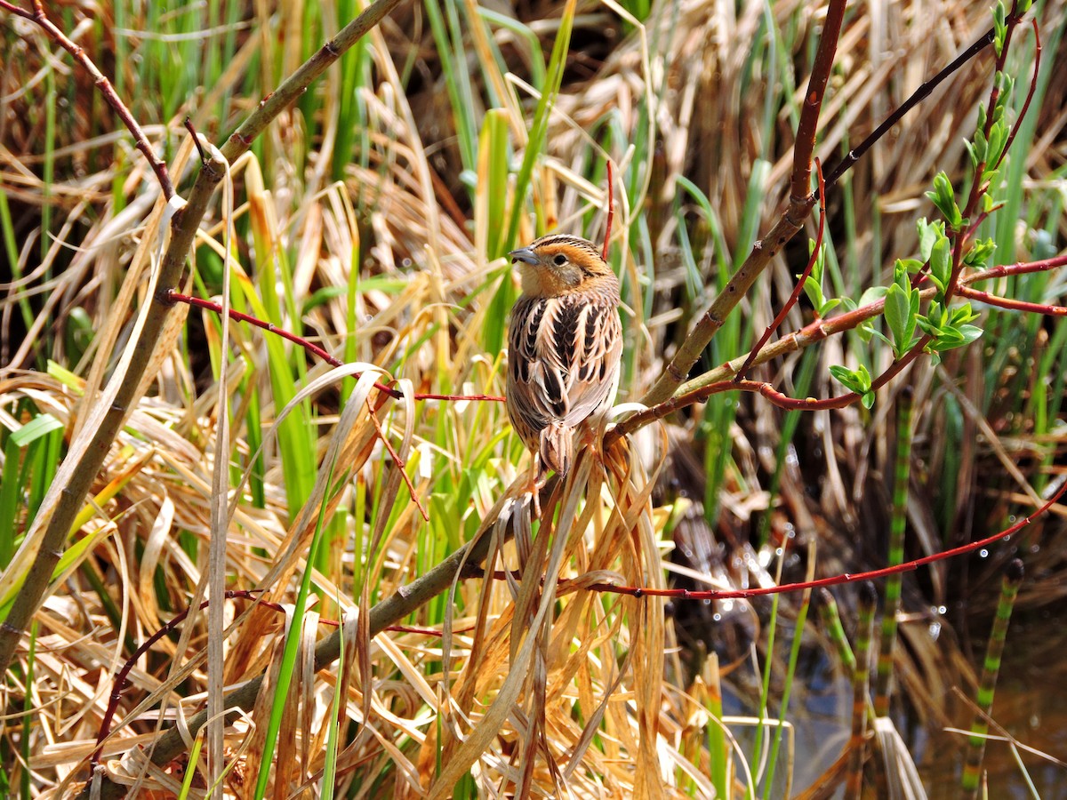 LeConte's Sparrow - ML159878491