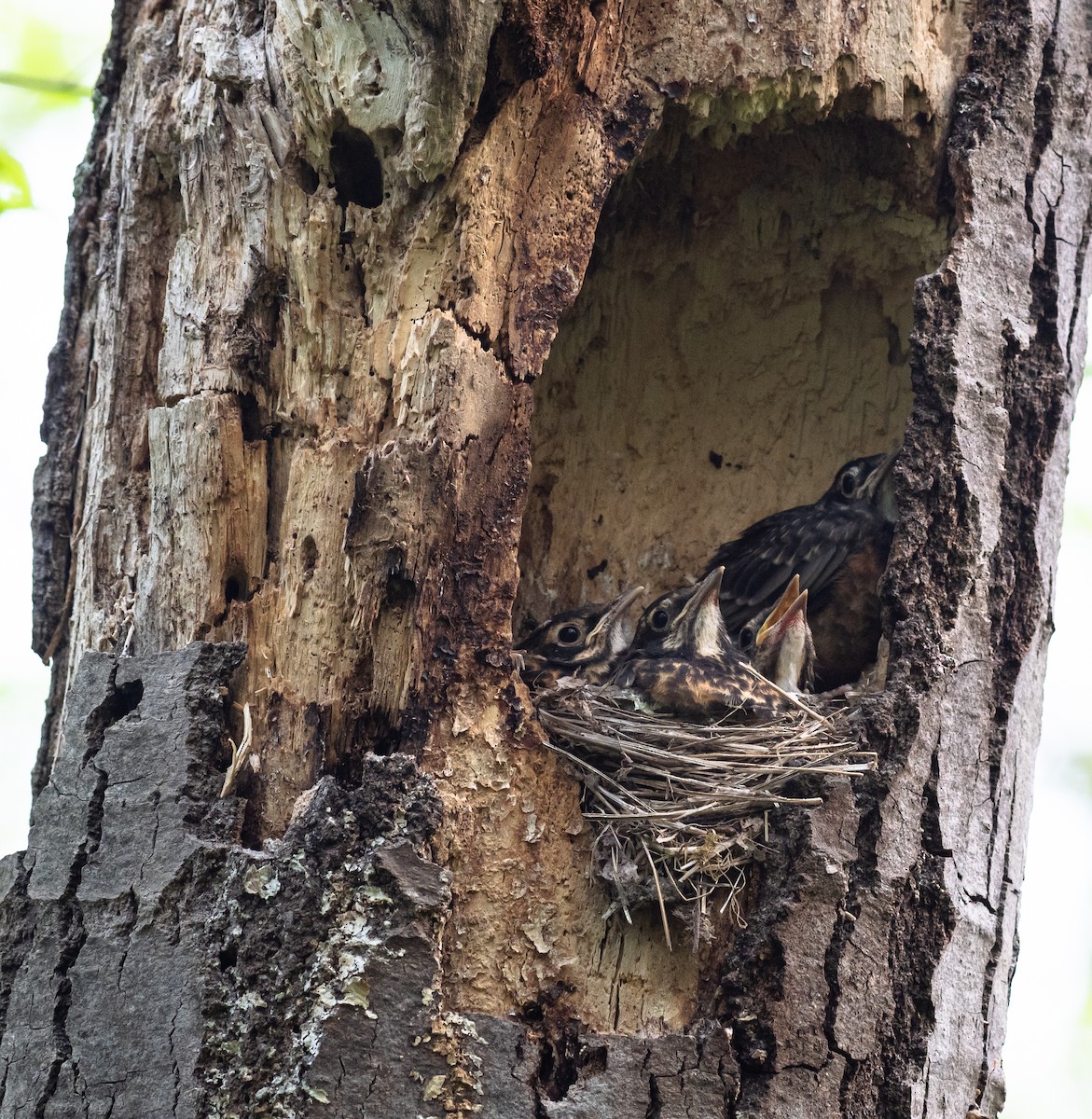 American Robin - ML159878541