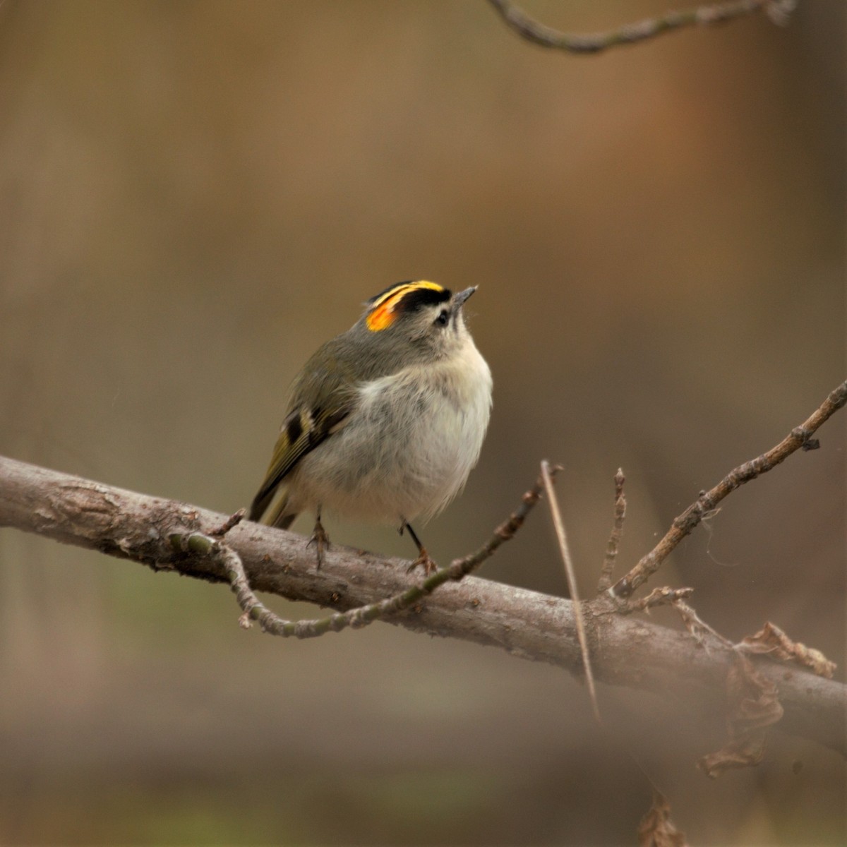 Golden-crowned Kinglet - ML159880141