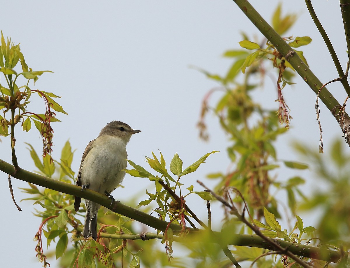 Warbling Vireo - ML159880691