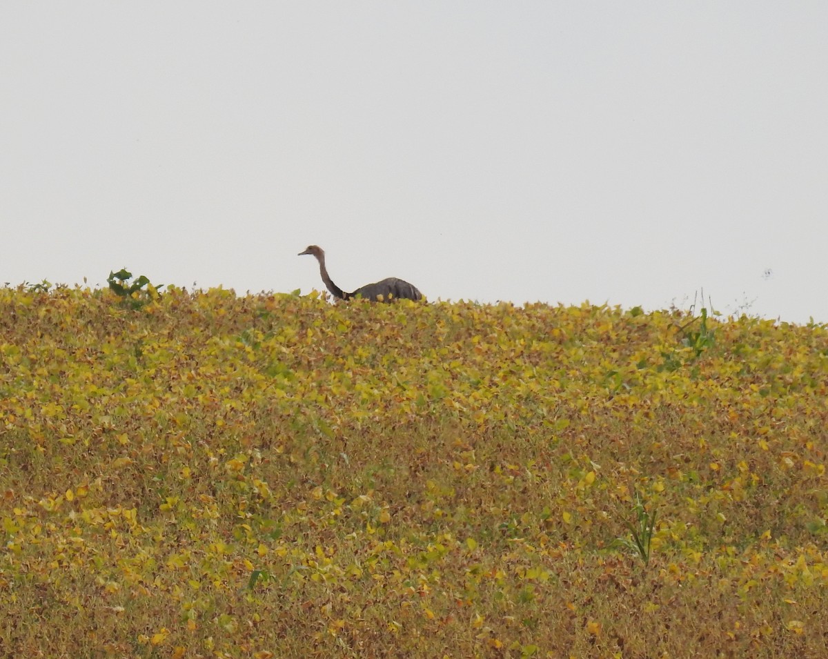 Greater Rhea - ML159882431