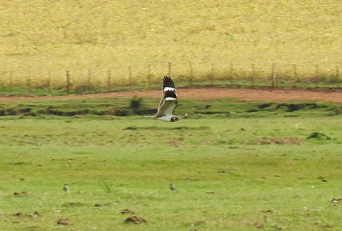 Nacunda Nighthawk - ML159882941