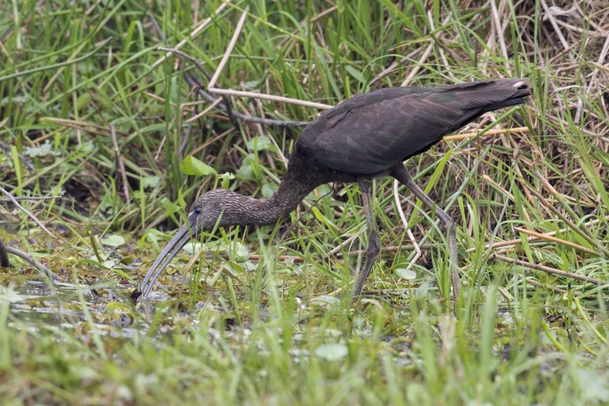 Glossy Ibis - ML159883061