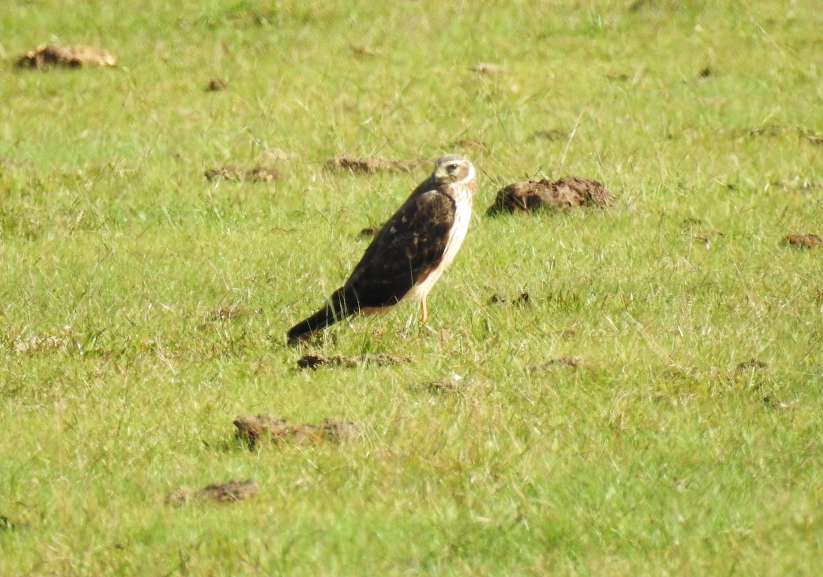 Cinereous Harrier - ML159883351