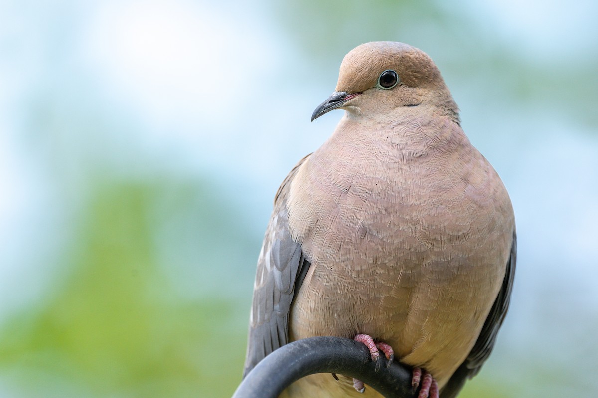 Mourning Dove - ML159883911