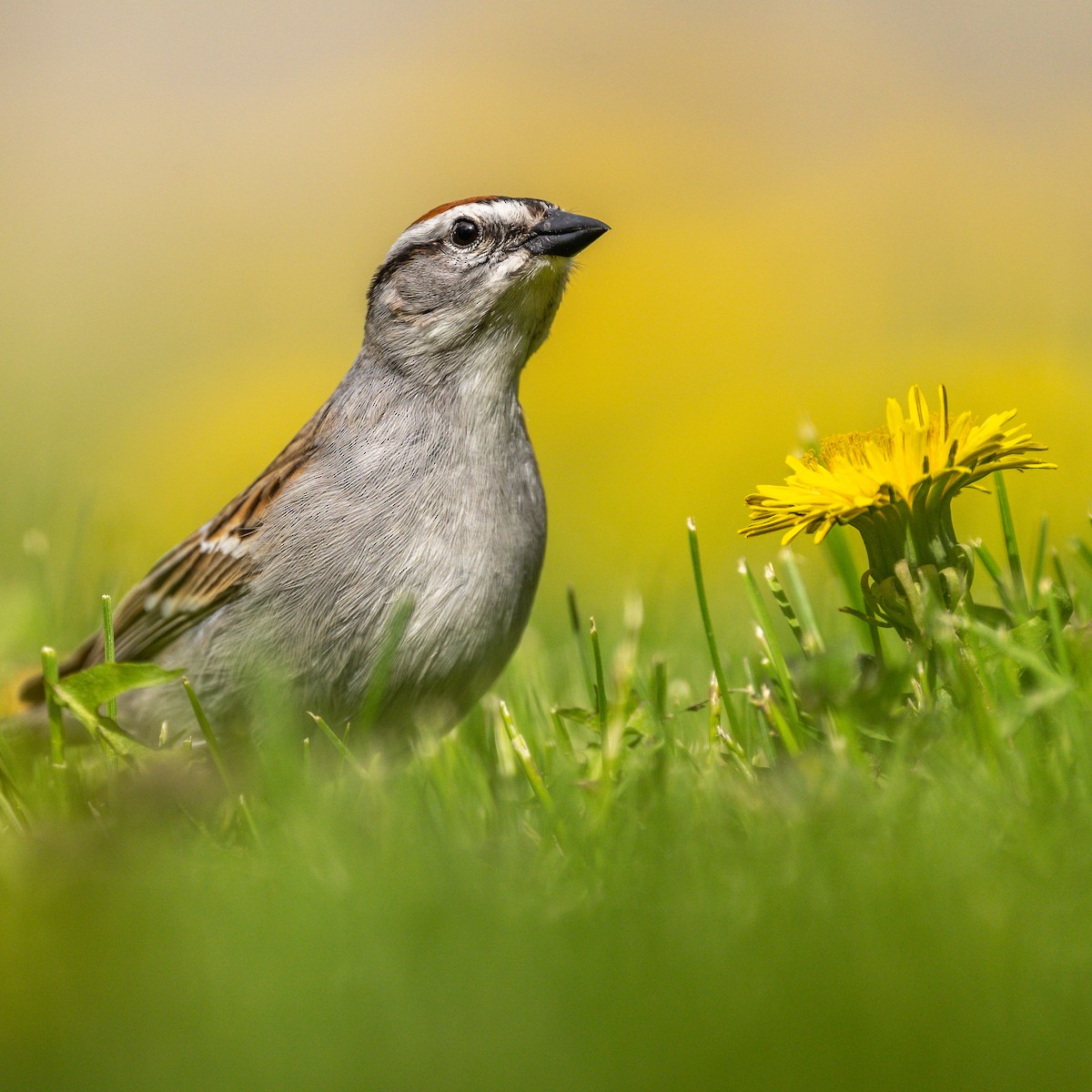 Chipping Sparrow - Stefano Ianiro