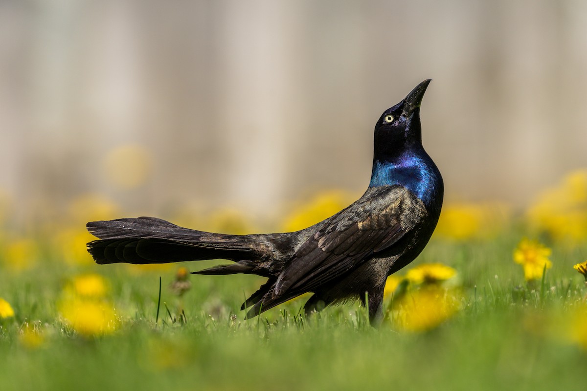 Common Grackle - ML159884261