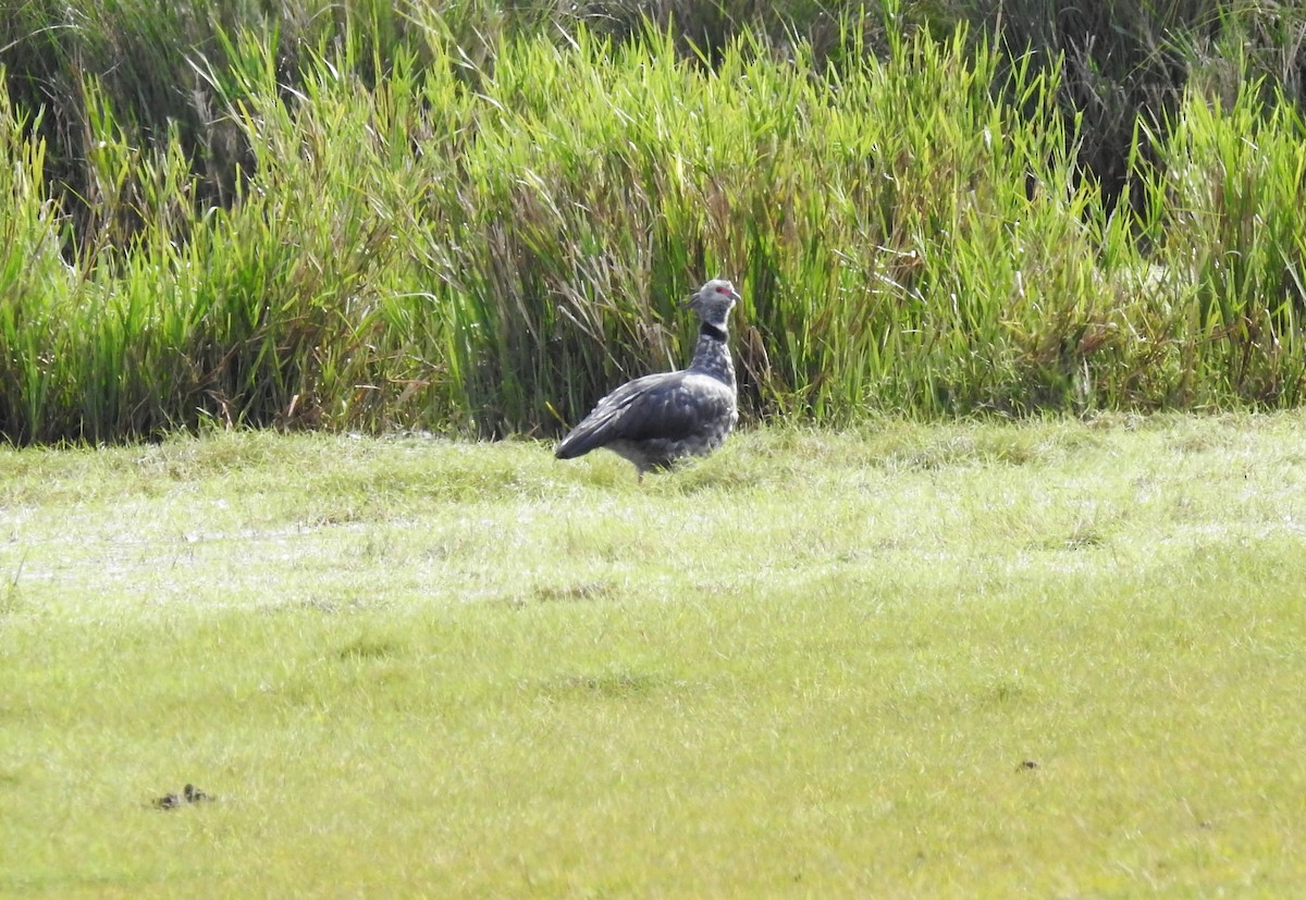 Southern Screamer - ML159884881