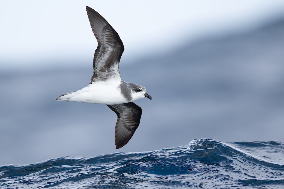 Soft-plumaged Petrel - JJ Harrison