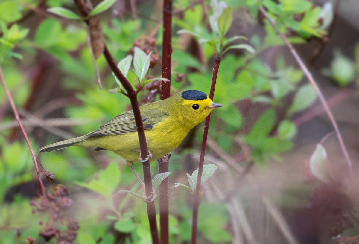 Wilson's Warbler - ML159887961