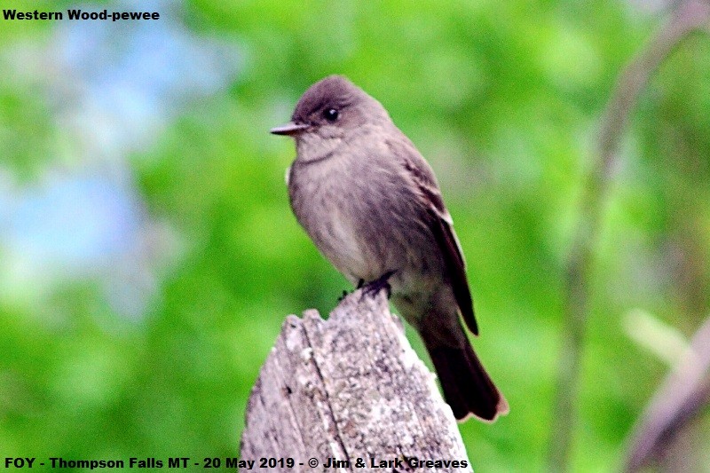 Western Wood-Pewee - ML159888621