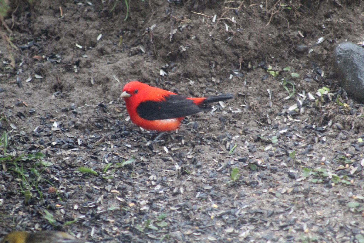 Scarlet Tanager - ML159888881