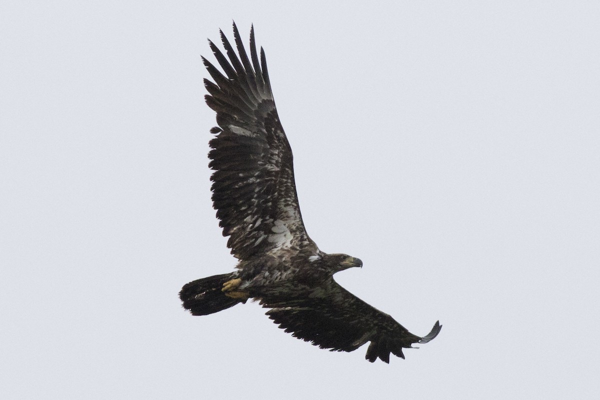 Bald Eagle - David Brown