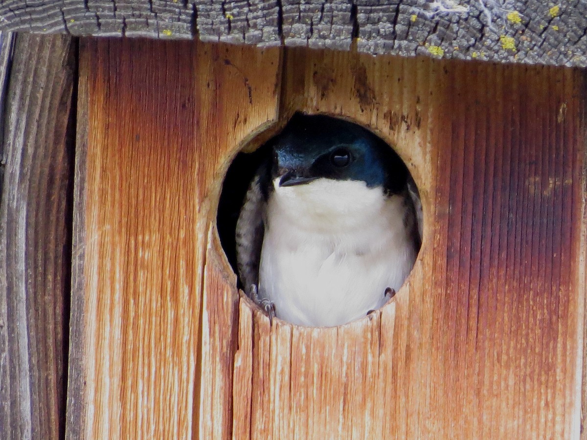 Tree Swallow - ML159890651