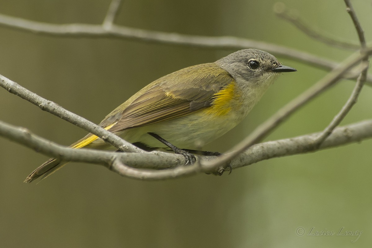 American Redstart - ML159890801