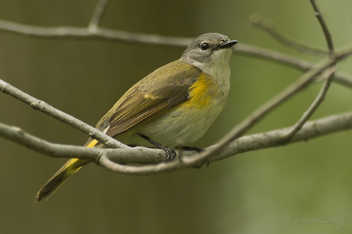 American Redstart - ML159890821