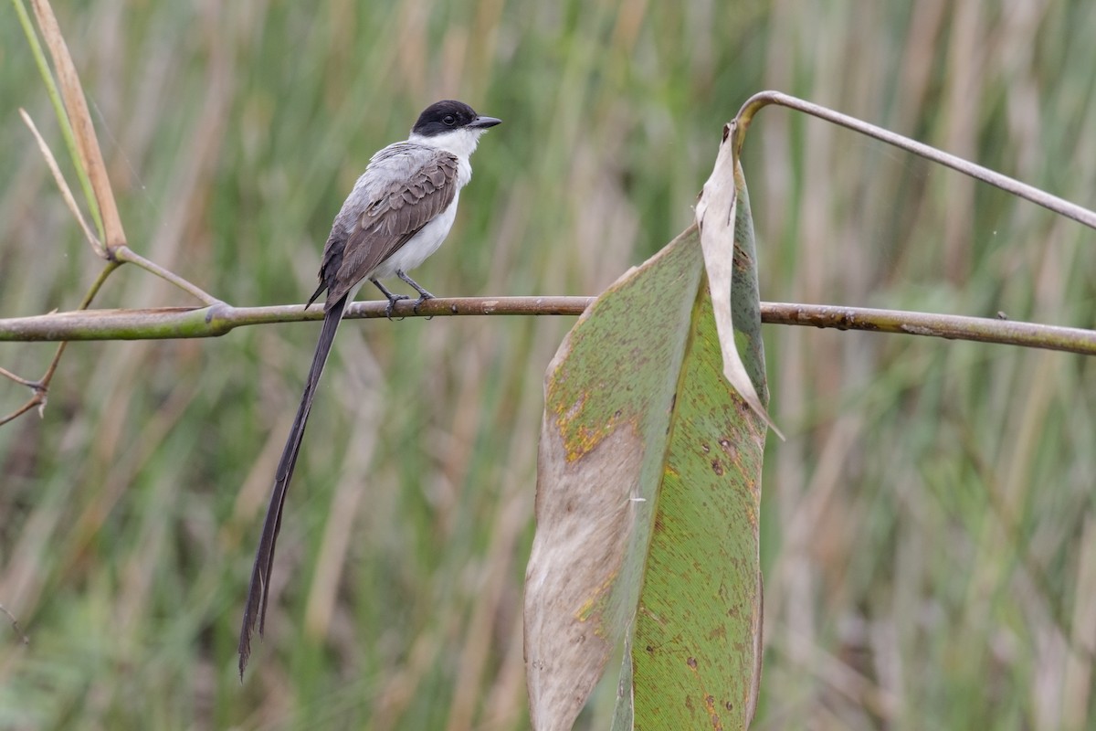 Fork-tailed Flycatcher - ML159890851