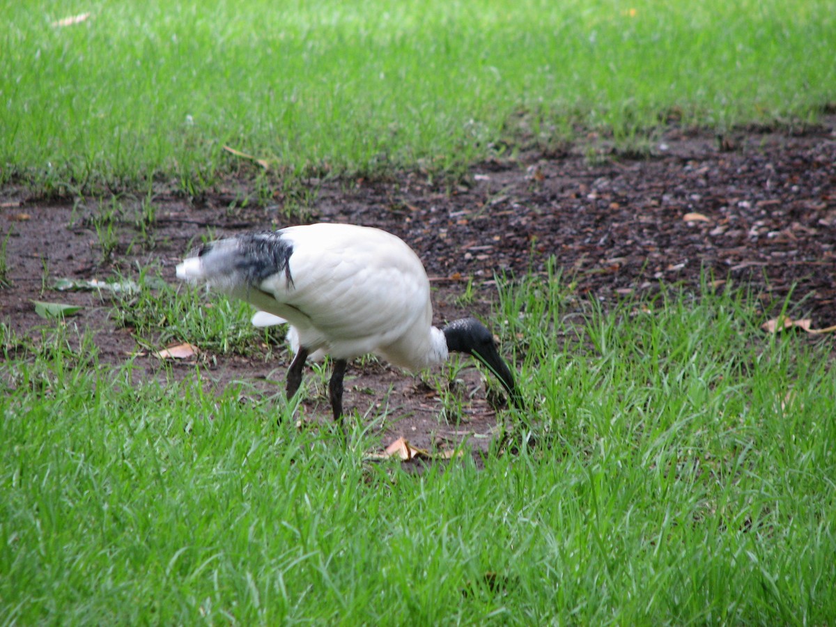 ibis australský - ML159892071