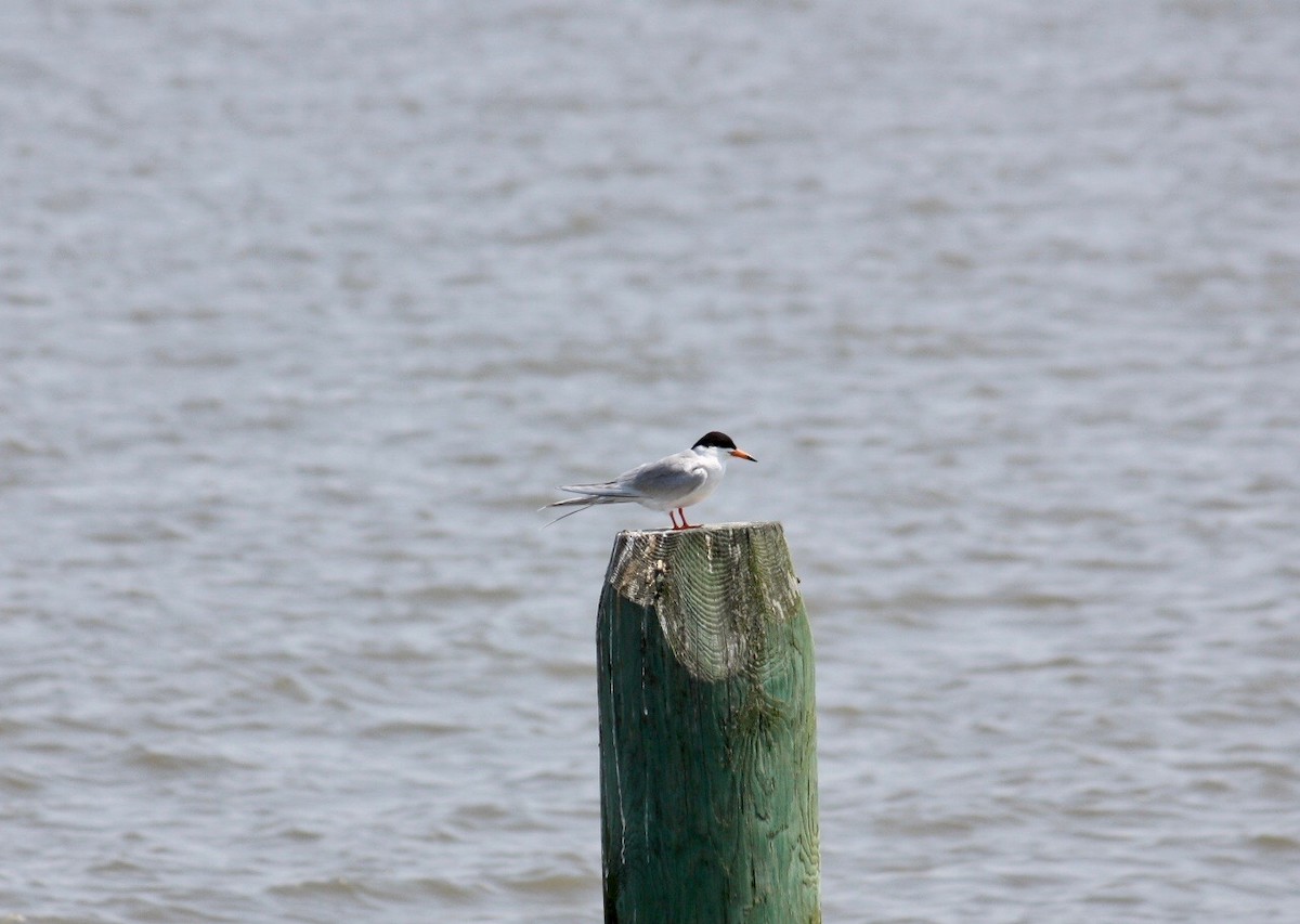 Forster's Tern - ML159892661