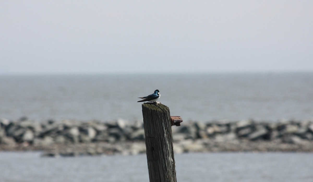 Tree Swallow - ML159892881