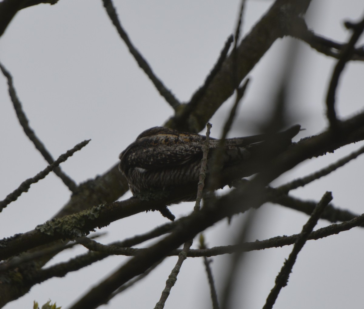 Common Nighthawk - ML159894121