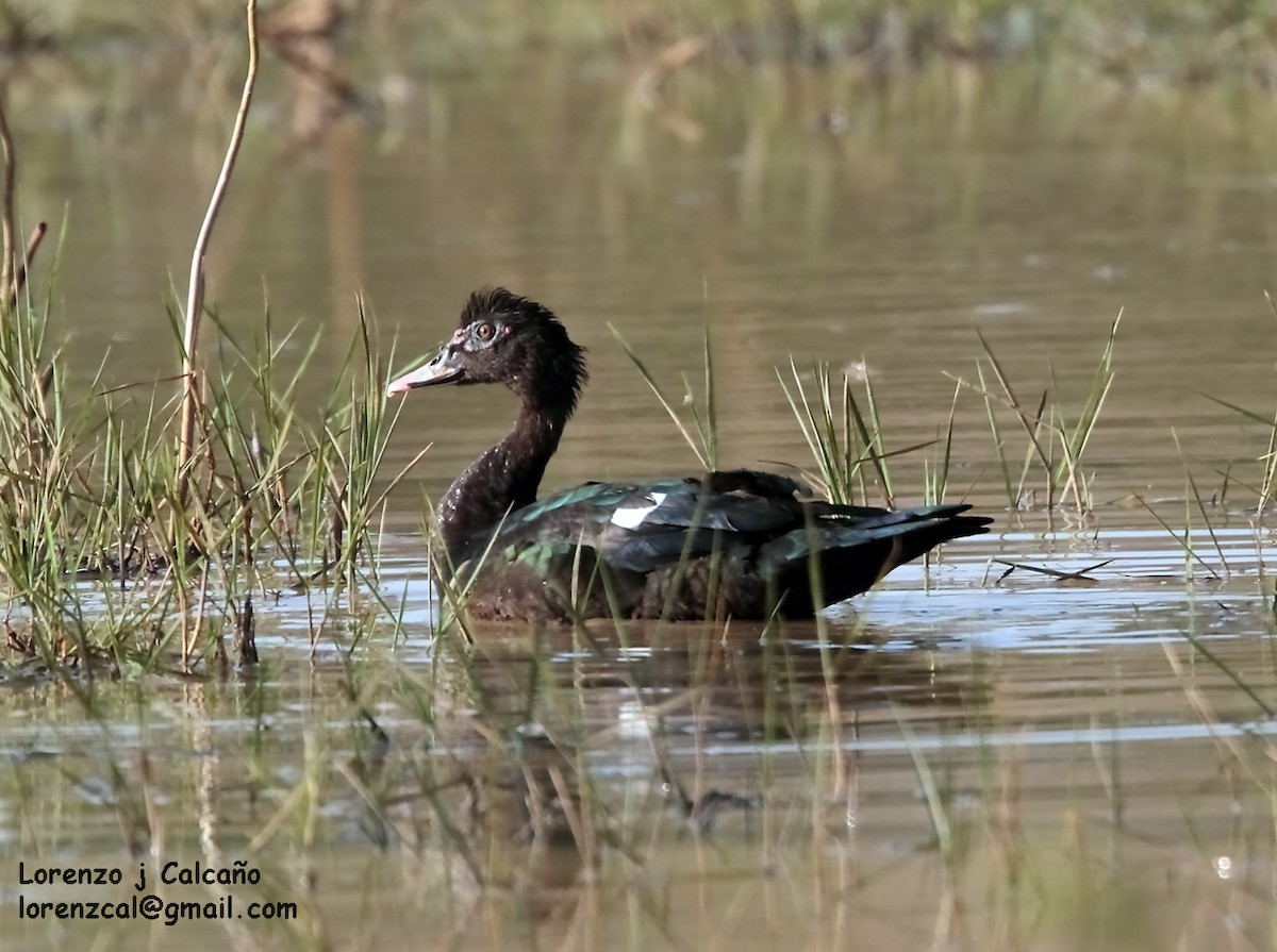 Muscovy Duck - ML159894671