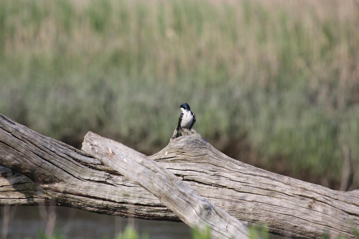 Tree Swallow - ML159894791