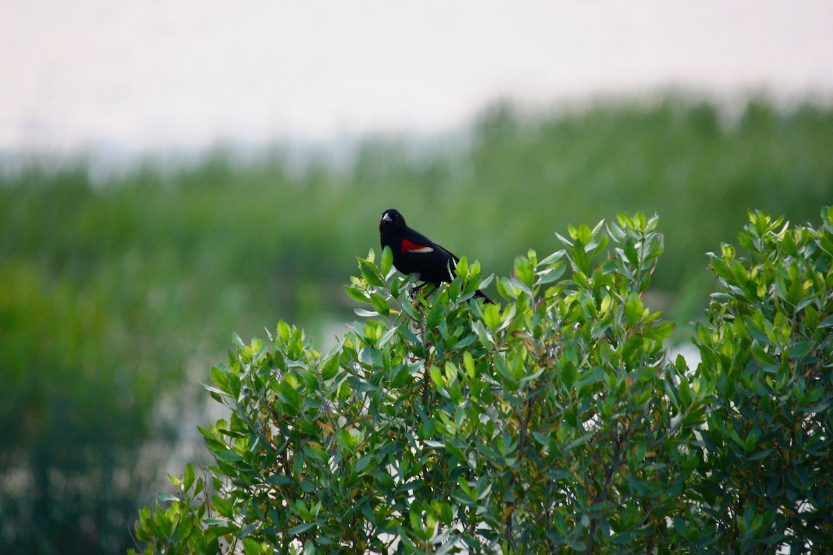 Red-winged Blackbird - ML159896221