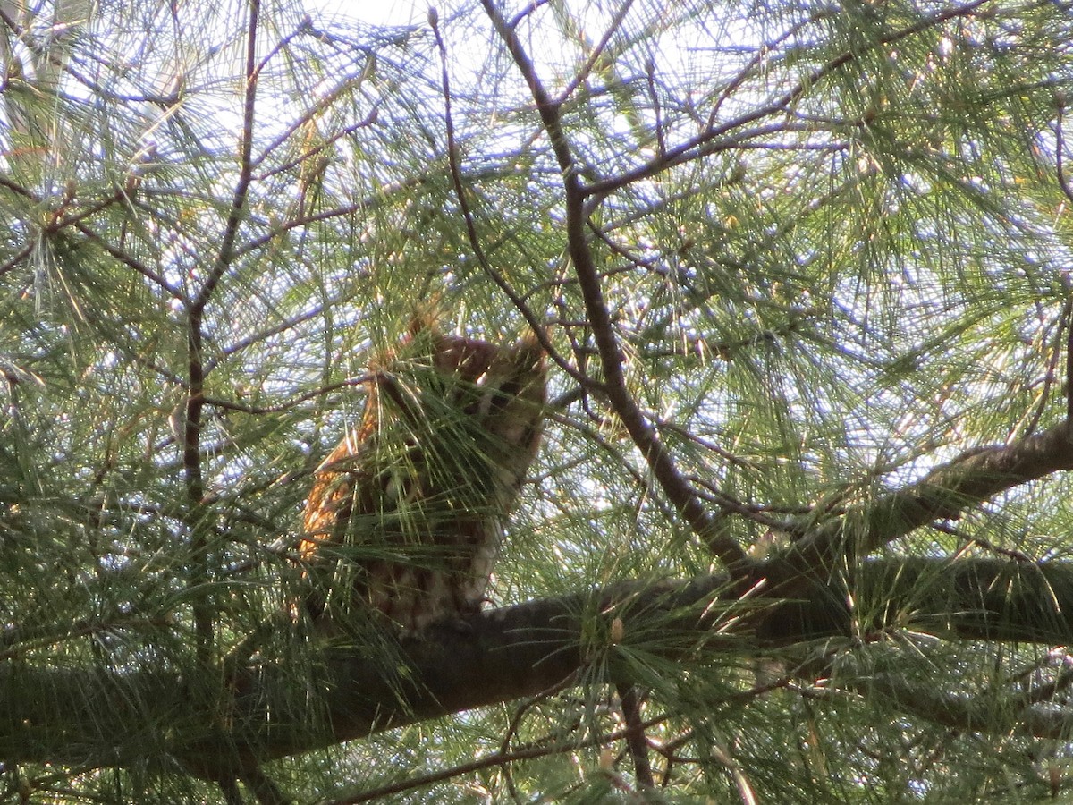 Eastern Screech-Owl - ML159896331