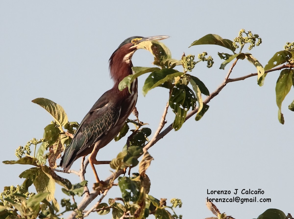 Green Heron - ML159896421